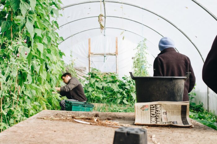 Winterizing Your Industrial Greenhouse