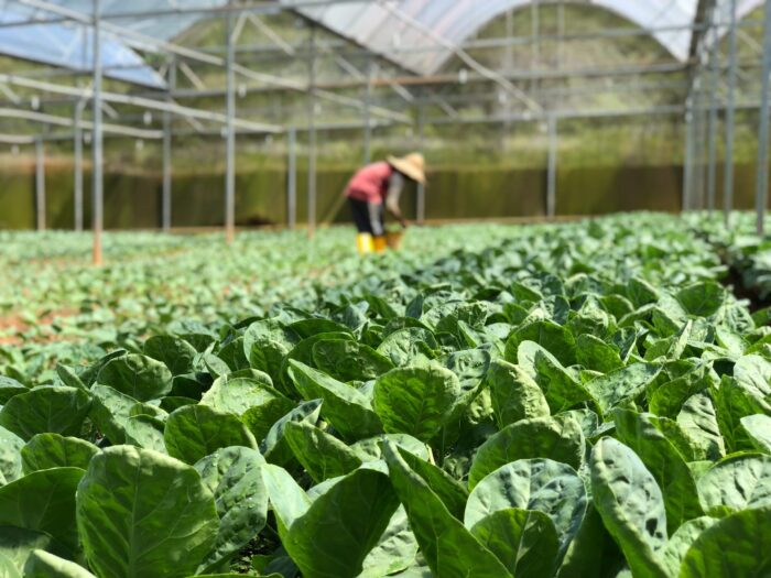 greenhouse safety